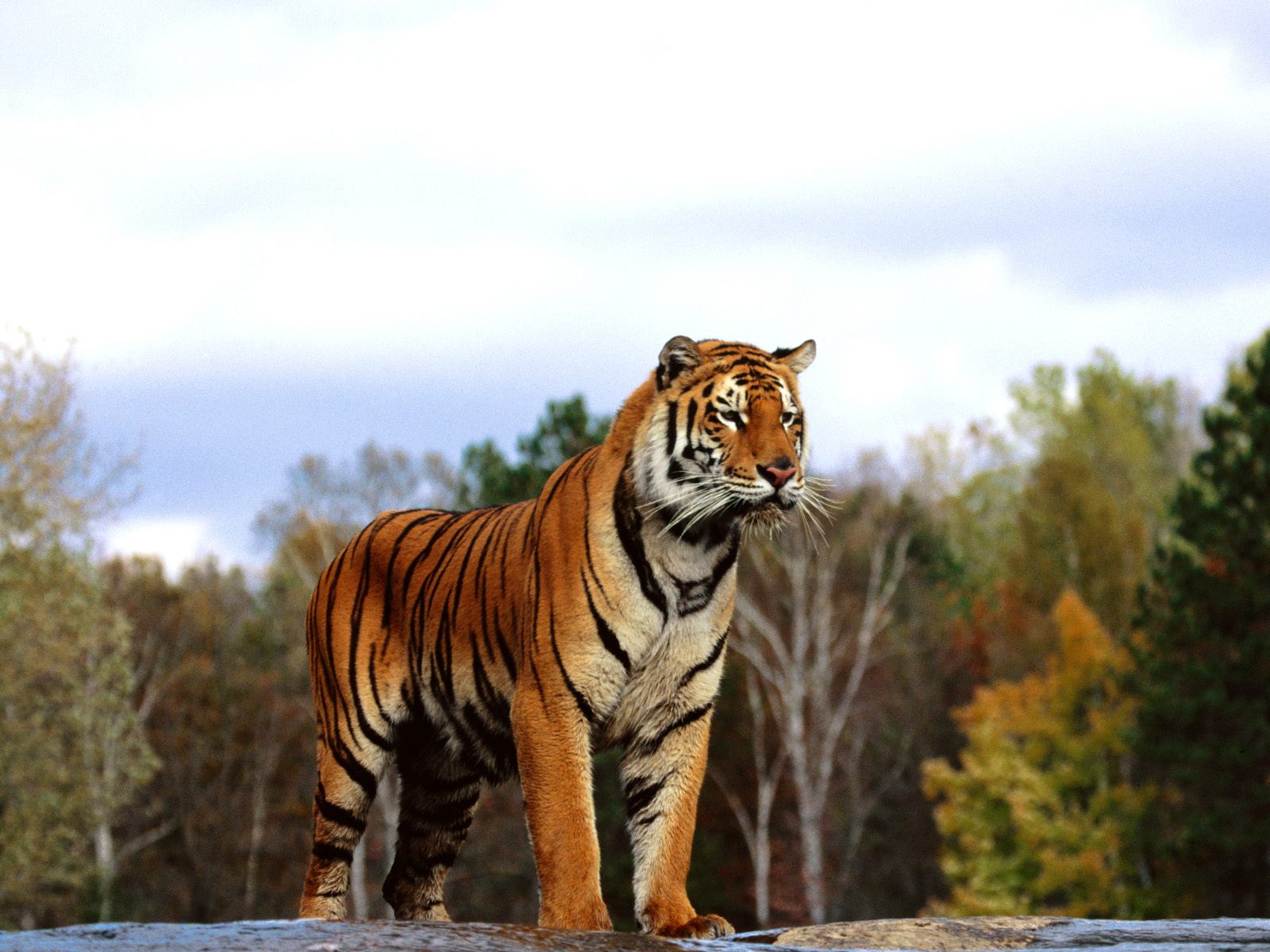 Regal Bengal6377411200